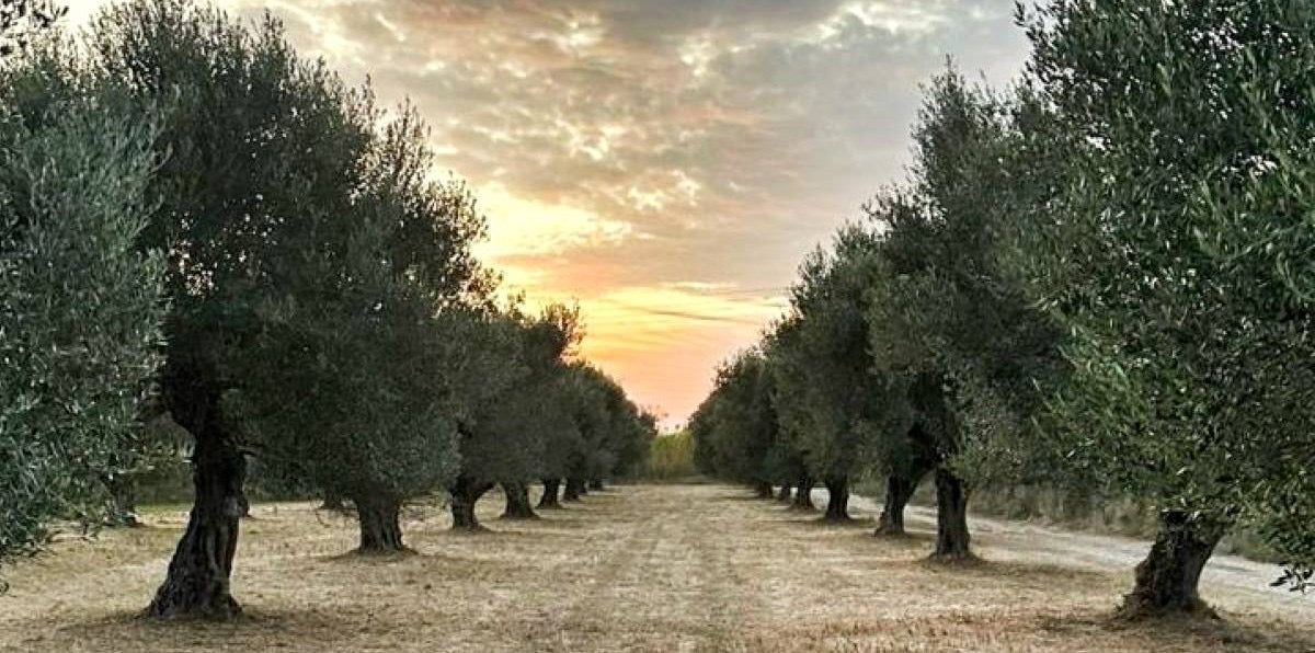 Olive grove greece