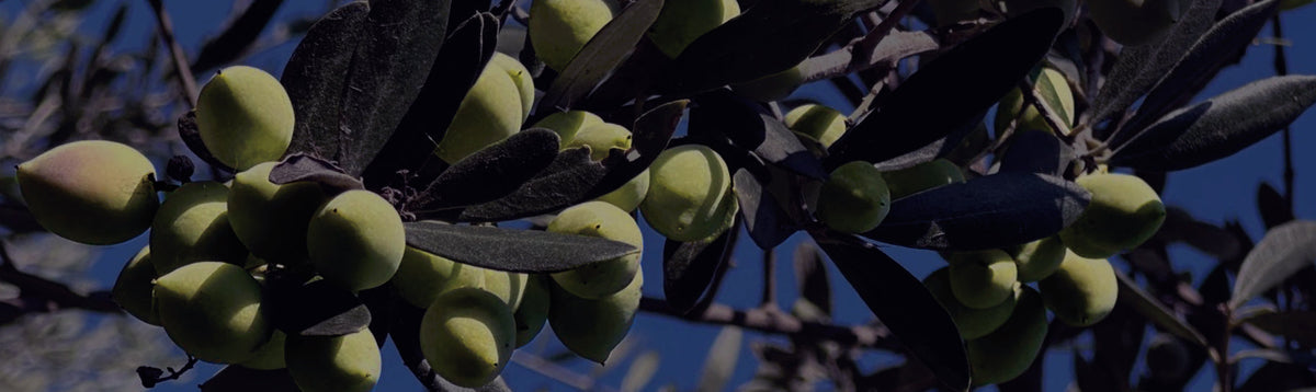 Koroneiki Olives