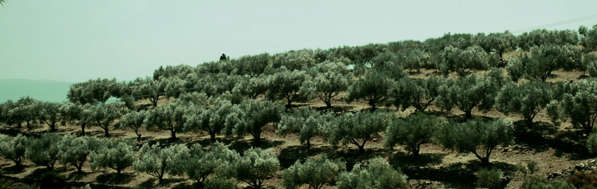 Is extra virgin olive oil the ingredient doing the heavy lifting?