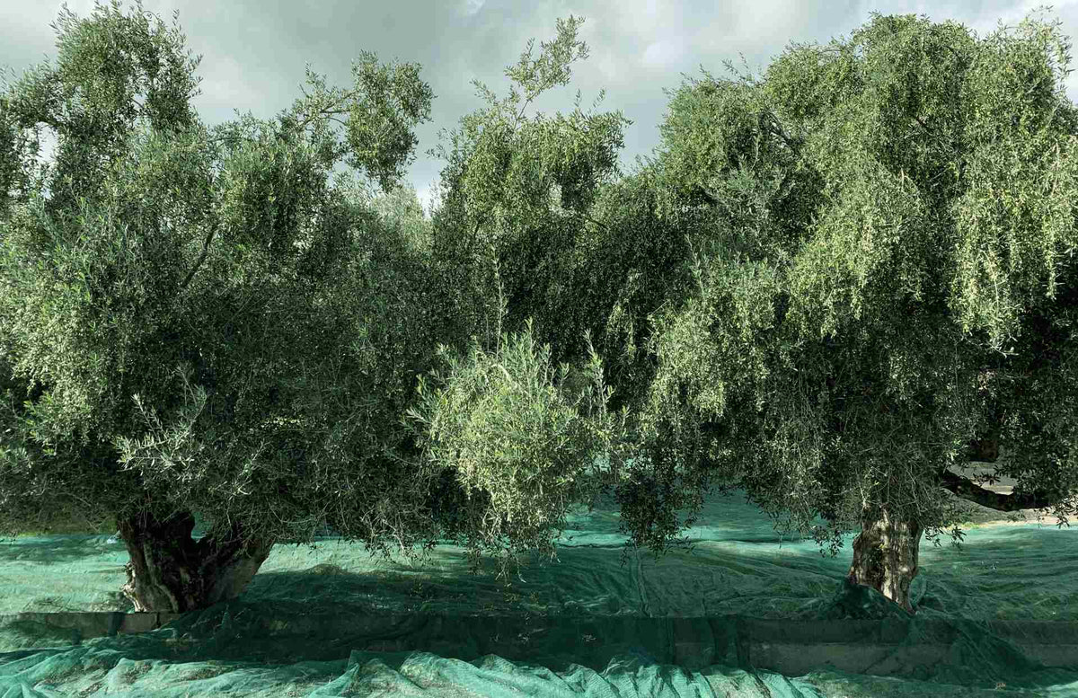 Olive harvest in Greece