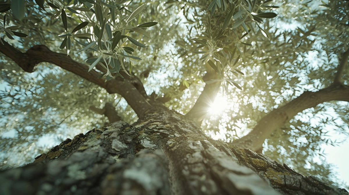 Olive trees