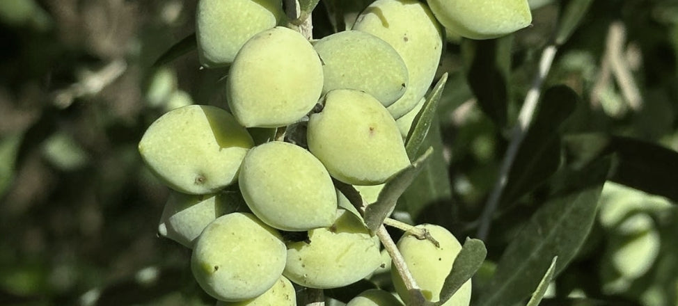 Koroneiki Olives